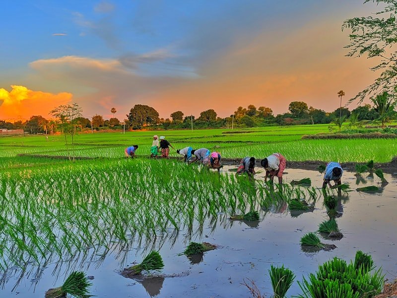 Agri Business Consulting