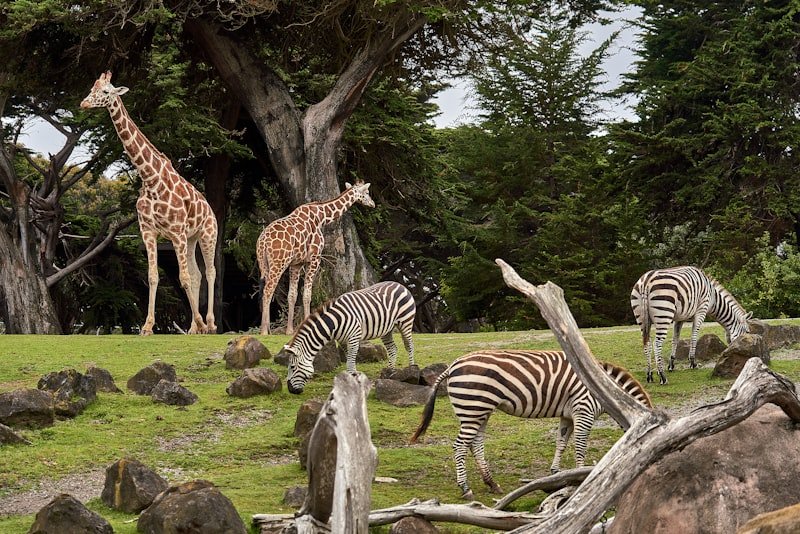 Human–Wildlife Conflict Mitigation